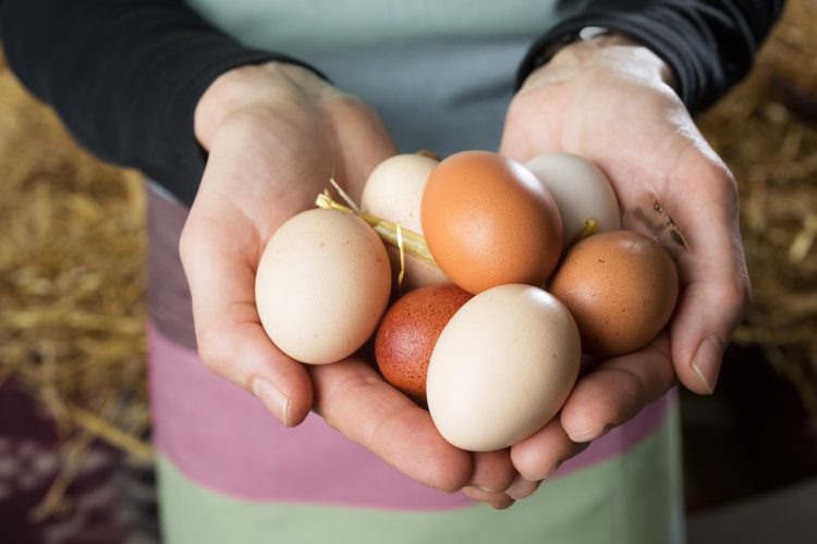 PASTURE RAISED EGGS